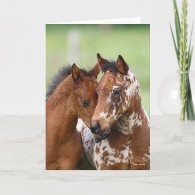 Bob Langrish | Two Appaloosa Foals Meeting Card (Front)