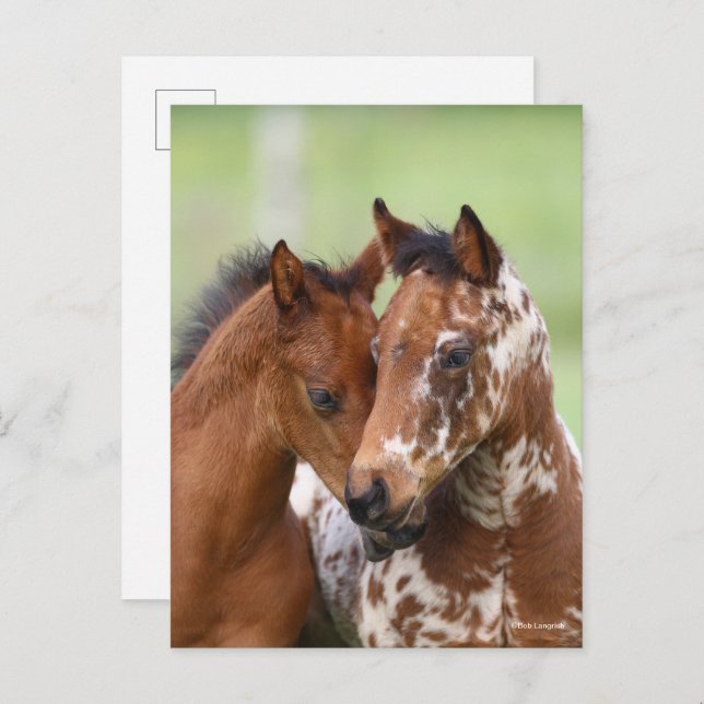 Bob Langrish | Two Appaloosa Foals Meeting Postcard (Front/Back)
