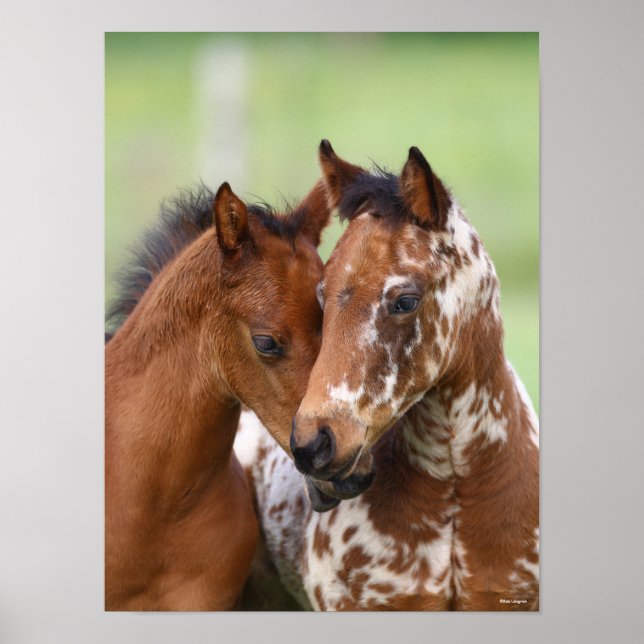 Bob Langrish | Two Appaloosa Foals Meeting Poster (Front)