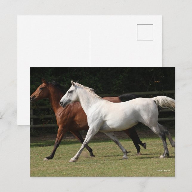 Bob Langrish | Two Arab Horses Runnng Together Postcard (Front/Back)