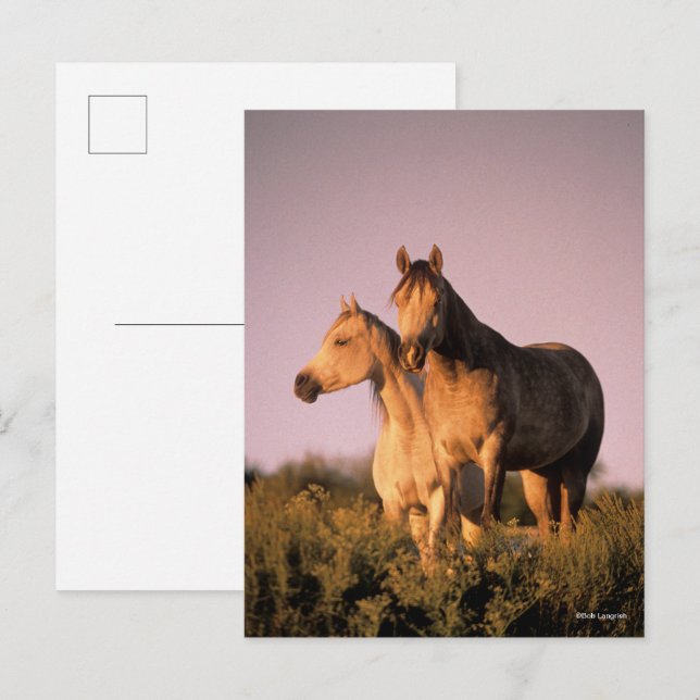 Bob Langrish | Two Arab Horses Standing at Sunset Postcard (Front/Back)