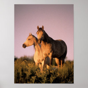 Bob Langrish   Two Arab Horses Standing at Sunset Poster