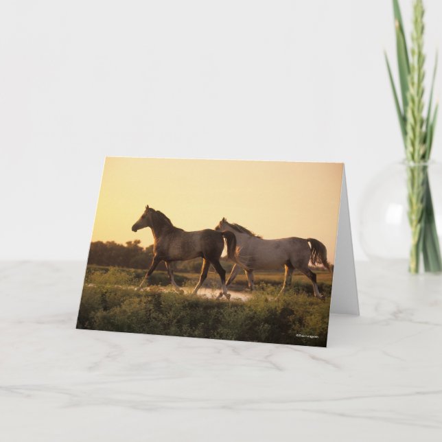 Bob Langrish | Two Arab Horses Walking at Sunset Card (Front)