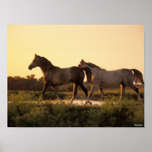 Bob Langrish Two Arab Horses Walking at Sunset Poster