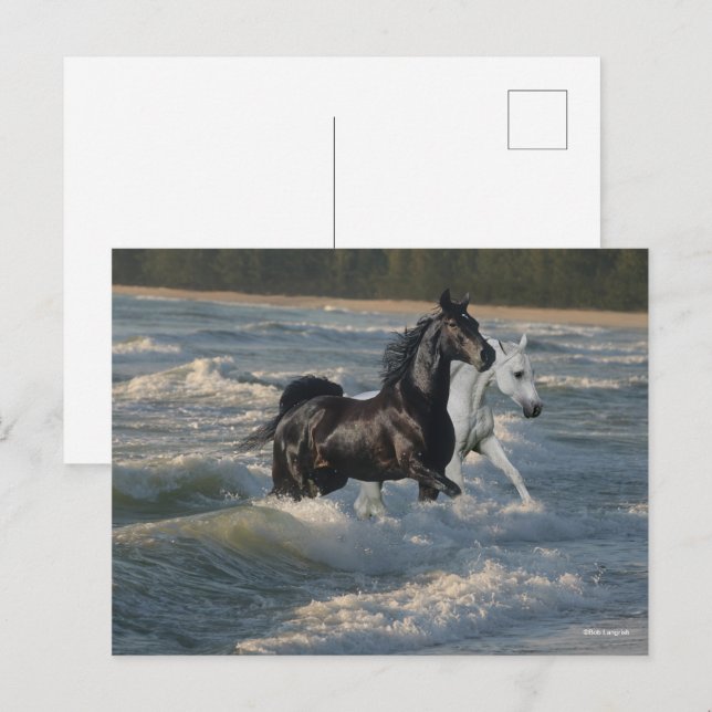 Bob Langrish | Two Arab Horses Walking In The Sea Postcard (Front/Back)