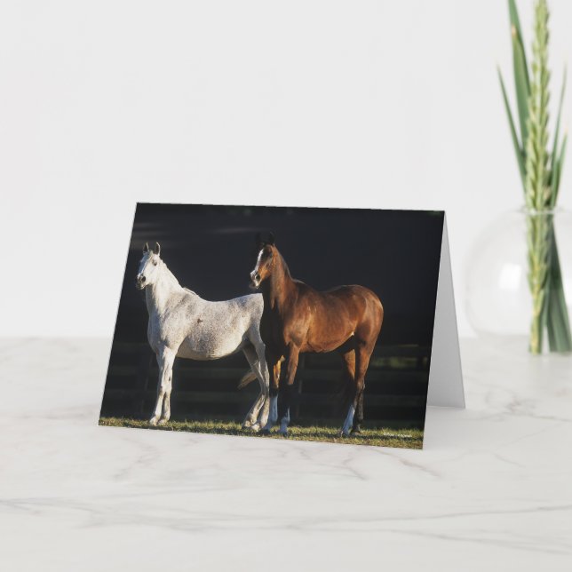 Bob Langrish | Two Arab Mares Standing In Sunlight Card (Front)