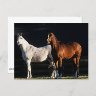 Bob Langrish Two Arab Mares Standing In Sunlight Postcard