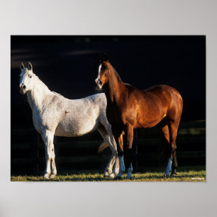 Bob Langrish   Two Arab Mares Standing In Sunlight Poster