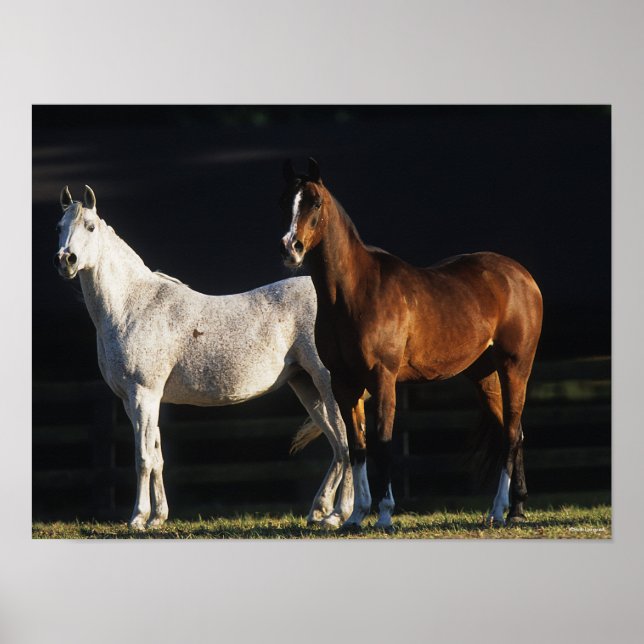 Bob Langrish | Two Arab Mares Standing In Sunlight Poster (Front)