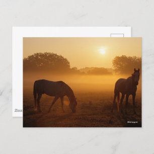 Bob Langrish Two Arabs Standing In Mist At Sunrise Postcard