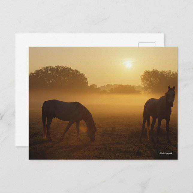 Bob Langrish Two Arabs Standing In Mist At Sunrise Postcard (Front/Back)