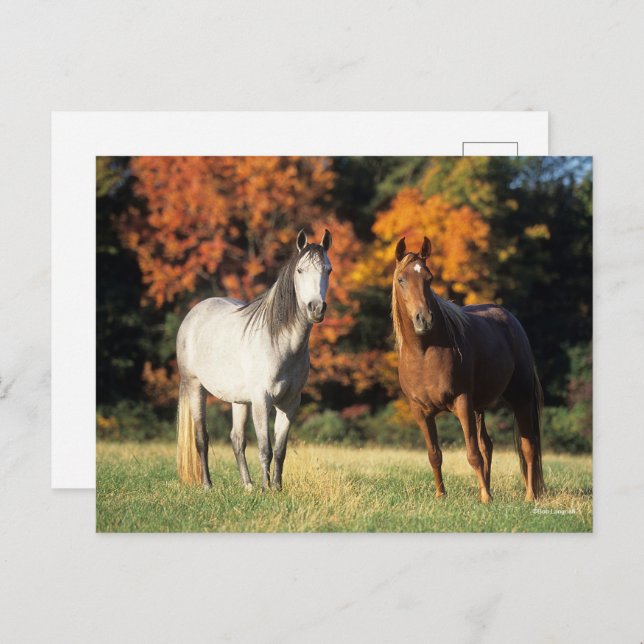 Bob Langrish Two Arabs Standing Together in Field Postcard (Front/Back)
