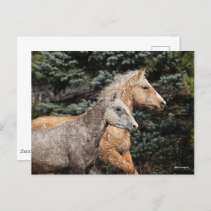 Bob Langrish   Two Bashkir Curly Horses Headshot Postcard