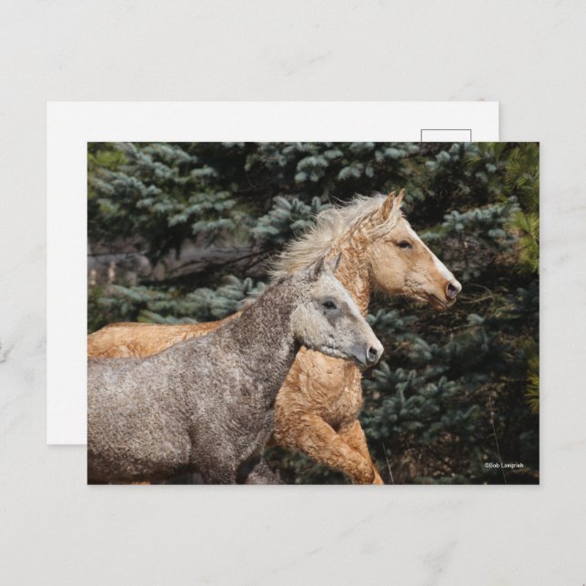 Bob Langrish | Two Bashkir Curly Horses Headshot Postcard (Front/Back)