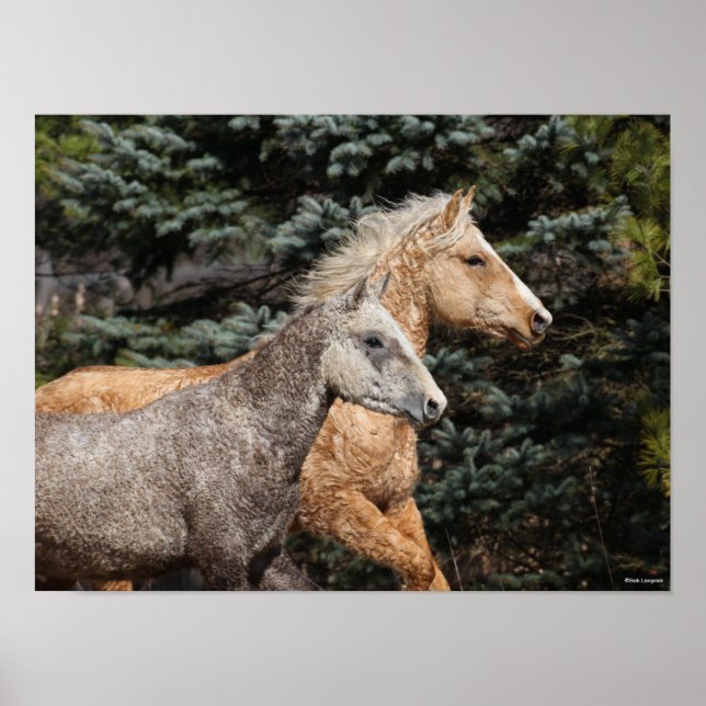 Bob Langrish | Two Bashkir Curly Horses Headshot Poster (Front)
