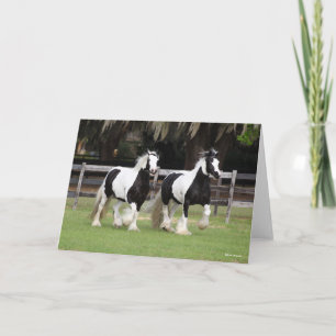 Bob Langrish   Two Black and White Gypsy Vanners Card