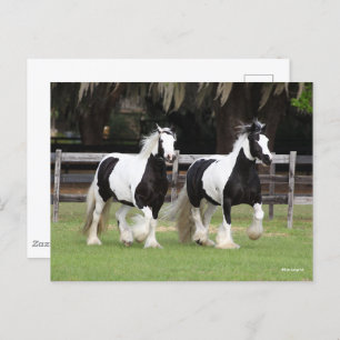 Bob Langrish Two Black and White Gypsy Vanners Postcard