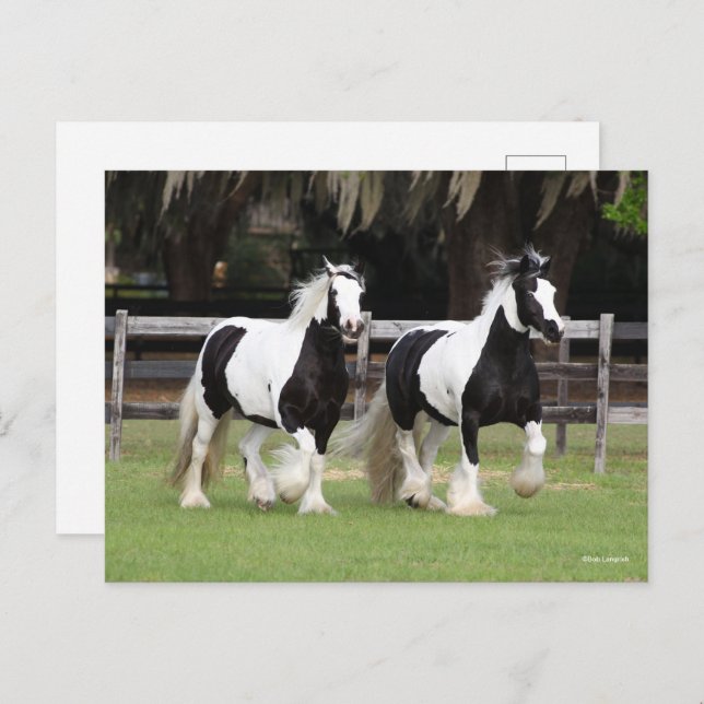 Bob Langrish | Two Black and White Gypsy Vanners Postcard (Front/Back)