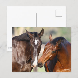 Bob Langrish   Two Canadian Sport Horses Meeting Postcard