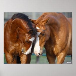 Bob Langrish Two Canadian Sport Horses Meeting Poster