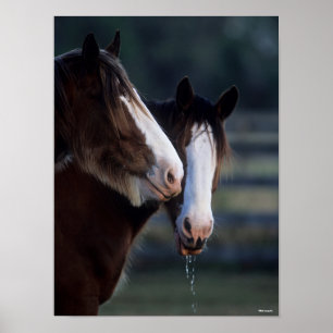 Bob Langrish   Two Clydesdale Horses Headshot Poster