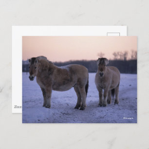 Bob Langrish Two Fjord Horses Standing In Snow Postcard