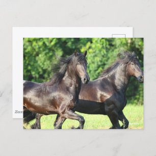 Bob Langrish   Two Friesians Running Together Postcard