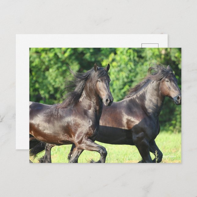 Bob Langrish | Two Friesians Running Together Postcard (Front/Back)