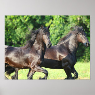Bob Langrish   Two Friesians Running Together Poster
