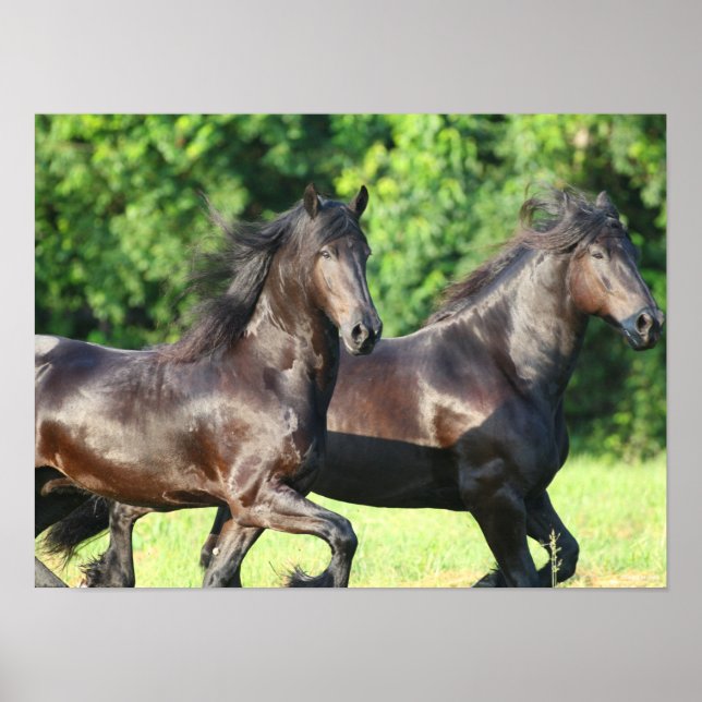 Bob Langrish | Two Friesians Running Together Poster (Front)