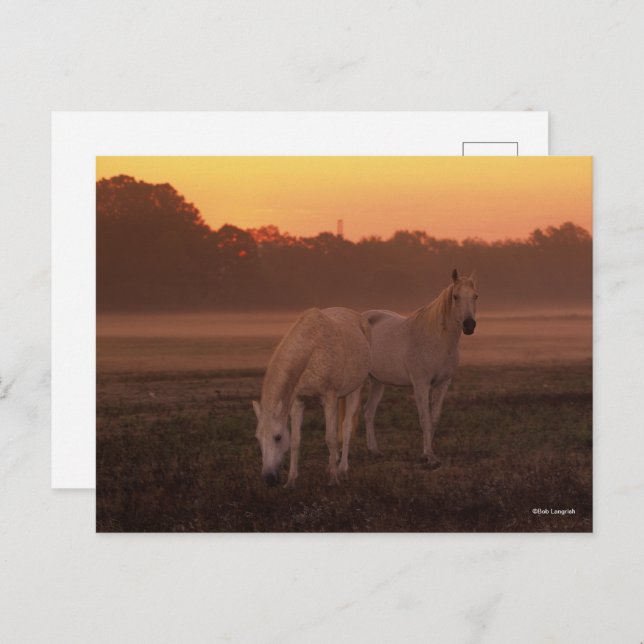 Bob Langrish | Two Grey Arab Horses Standing Postcard (Front/Back)