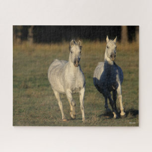 Bob Langrish   Two Grey Arabs Running Together Jigsaw Puzzle
