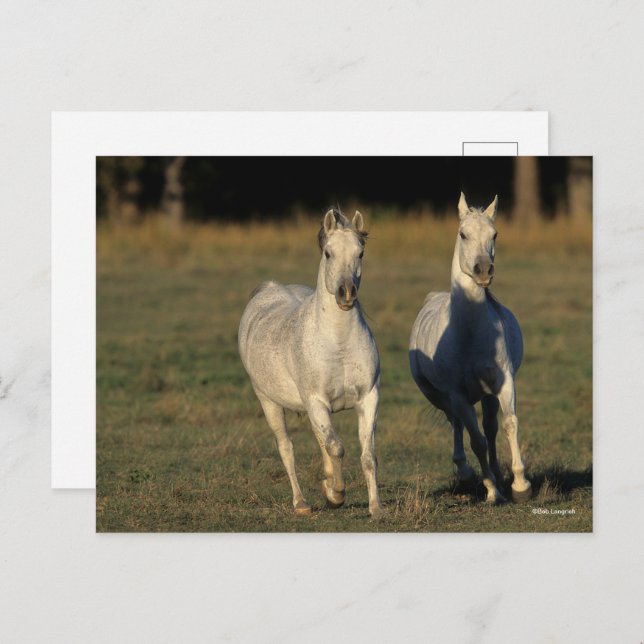 Bob Langrish | Two Grey Arabs Running Together Postcard (Front/Back)