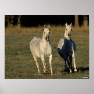 Bob Langrish   Two Grey Arabs Running Together Poster