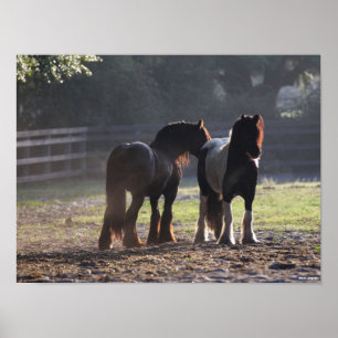Bob Langrish Two Gypsy Vanners In Field Backlit Poster