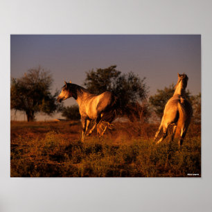 Bob Langrish   Two Horses Running In Sunset Poster