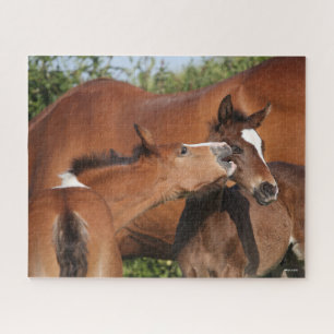 Bob Langrish Two Irish Sport Horse Foals Playing Jigsaw Puzzle