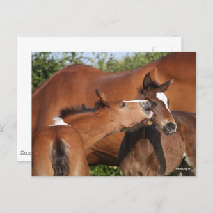 Bob Langrish   Two Irish Sport Horse Foals Playing Postcard