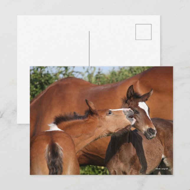Bob Langrish | Two Irish Sport Horse Foals Playing Postcard (Front/Back)