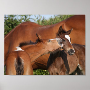 Bob Langrish   Two Irish Sport Horse Foals Playing Poster