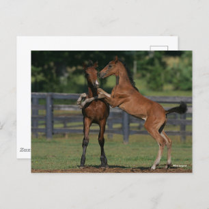 Bob Langrish Two Morgan Foals Playing Postcard