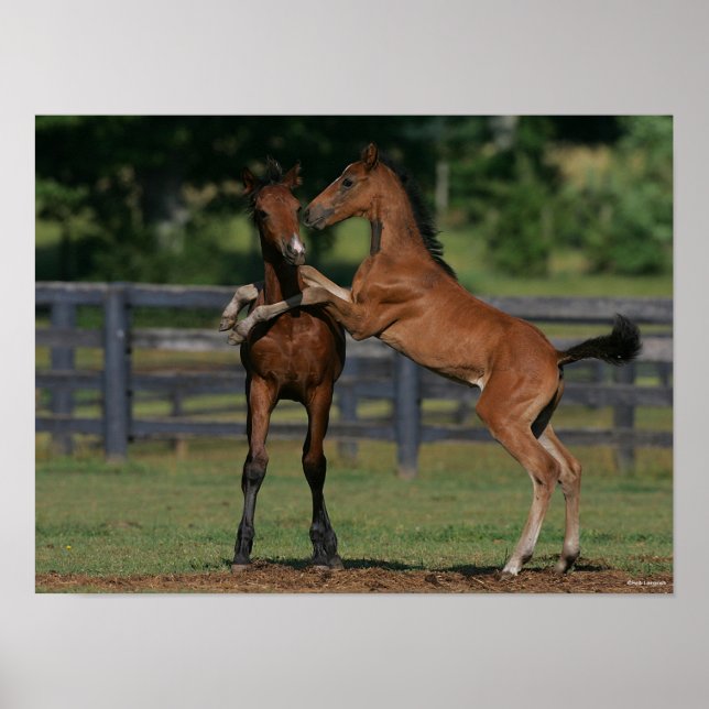 Bob Langrish | Two Morgan Foals Playing Poster (Front)
