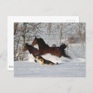 Bob Langrish Two Morgan Horses and Dog In Snow Postcard
