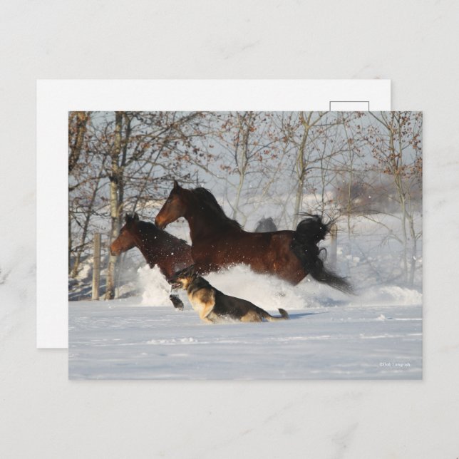 Bob Langrish | Two Morgan Horses and Dog In Snow Postcard (Front/Back)