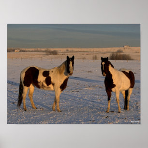Bob Langrish   Two Paint Horses In The Snow Poster