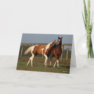 Bob Langrish   Two Paint Horses Playing Together Card