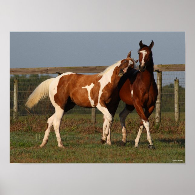 Bob Langrish | Two Paint Horses Playing Together Poster (Front)