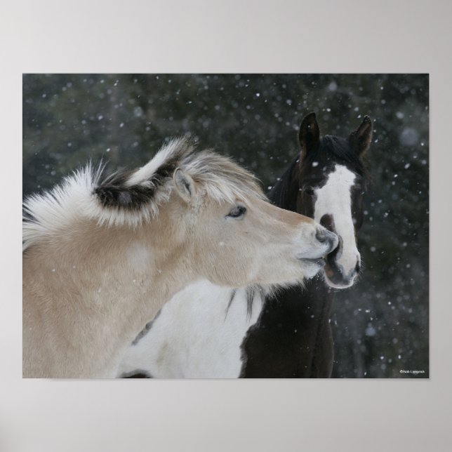 Bob Langrish | Two Ponies Meeting In Snow headshot Poster (Front)