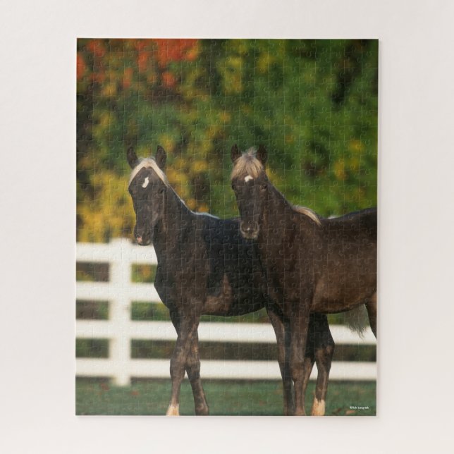 Bob Langrish | Two Rocky Mountain Foals Standing Jigsaw Puzzle (Vertical)