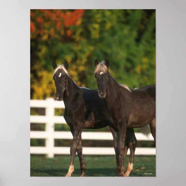 Bob Langrish | Two Rocky Mountain Foals Standing Poster (Front)